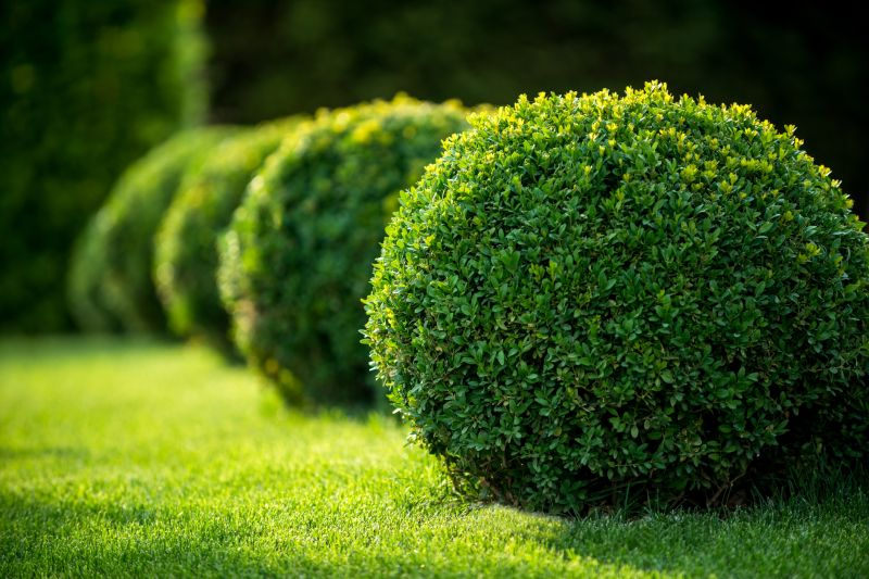 Healthy, Pruned Bushes