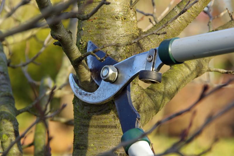 Pruning Tools in Action