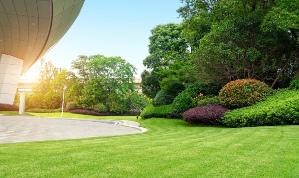 Commercial Shrub Trimming in Franklin