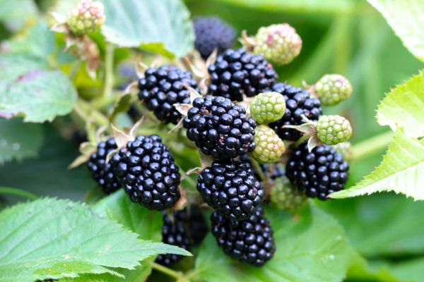 Blackberry Bush Removal in Franklin