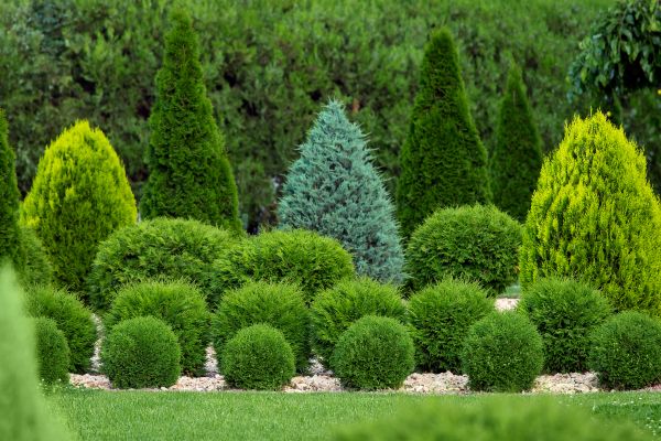 Bush Shaping Service in Franklin