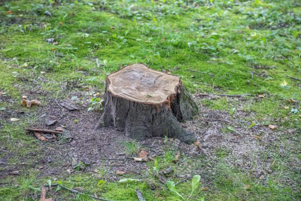 Bush Stump Removal in Franklin