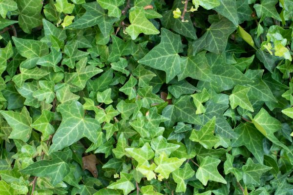 English Ivy Removal in Franklin