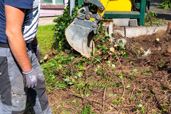 Hedge Removal Service in Franklin