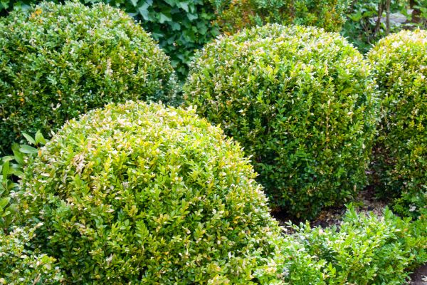 Landscape Trimming Service in Franklin