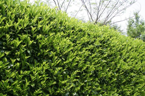 Laurel Removal in Franklin