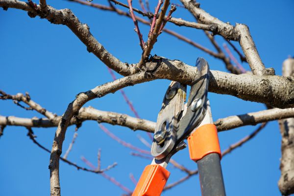 Pruning Service in Franklin