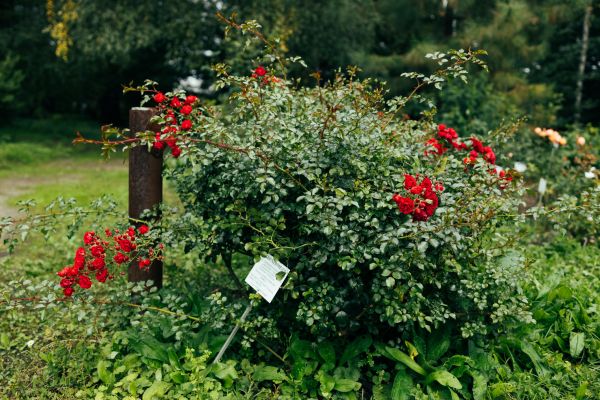 Rose Bush Removal in Franklin