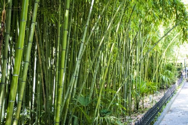 Bamboo Root Removal in Franklin