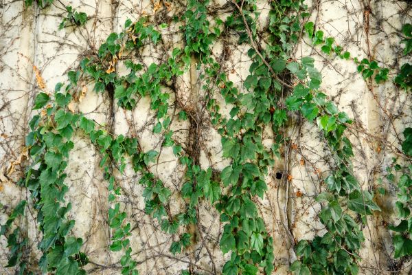 Vine Removal Service in Franklin