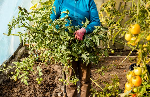 Garden Plant Removal in Franklin