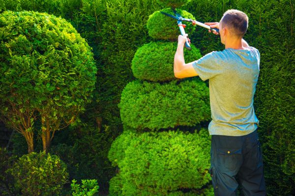 Topiary Shaping in Franklin