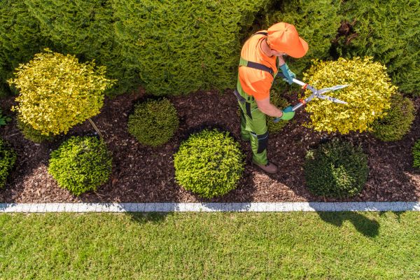 Topiary Trimming in Franklin