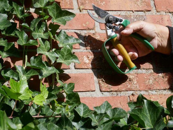 Ivy Removal Service in Franklin