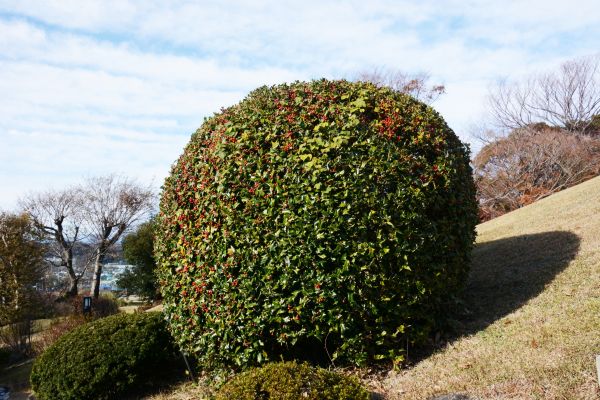 Holly Trimming in Franklin