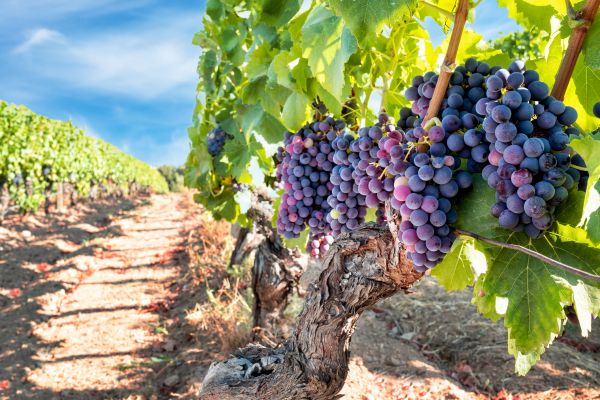 Grapevine Pruning in Franklin