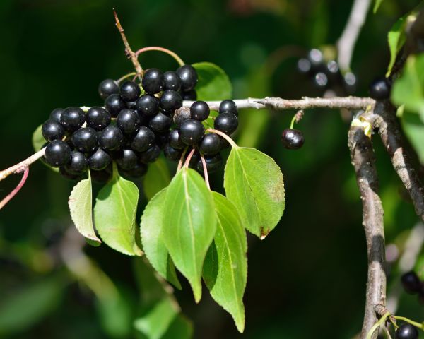 Buckthorn Removal in Franklin