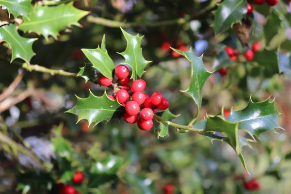 Holly Tree Trimming in Franklin