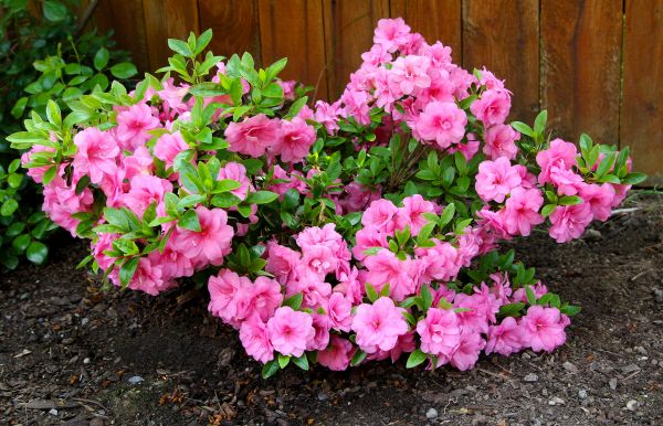 Azaleas Removal in Franklin