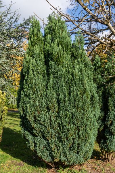 Juniper Trimming in Franklin