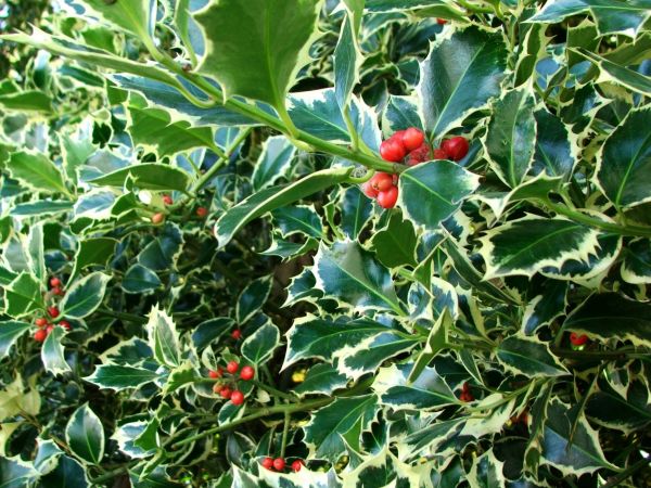 Holly Bushes Trimming in Franklin