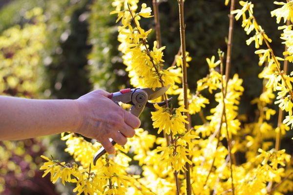 Forsythia Pruning in Franklin