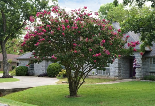 Crepe Myrtle Trimming in Franklin