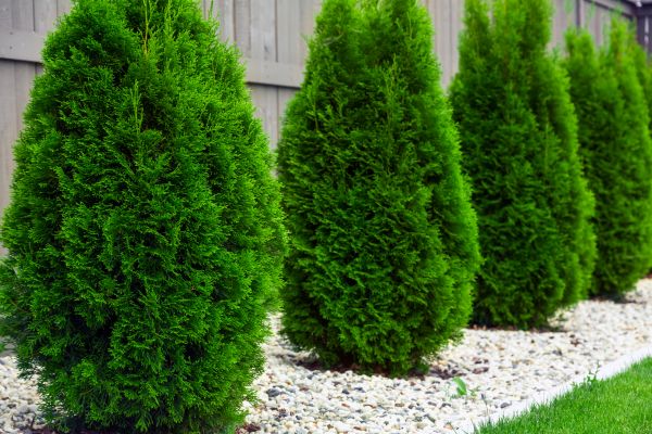 Arborvitae Removal in Franklin