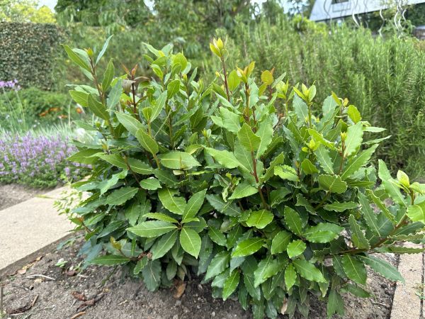 Laurel Hedge Removal in Franklin