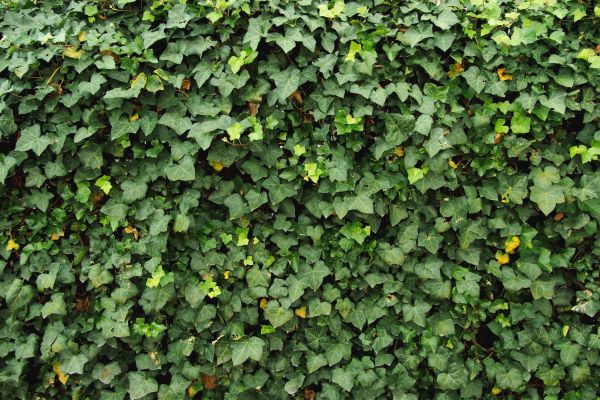 Ivy Pruning service in Franklin