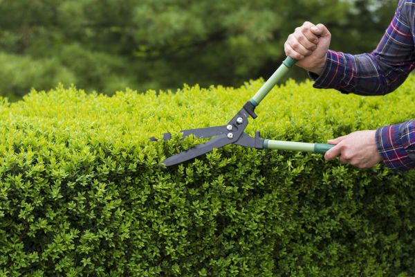 Evergreen Shrub Pruning in Franklin