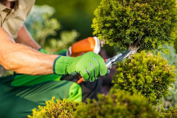 Landscape Pruning Service in Franklin