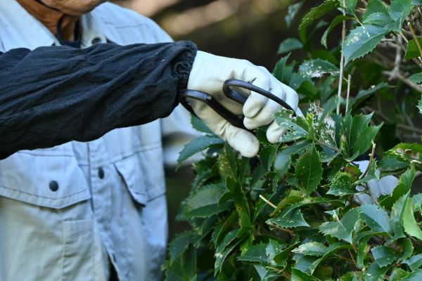 Holly Pruning in Franklin