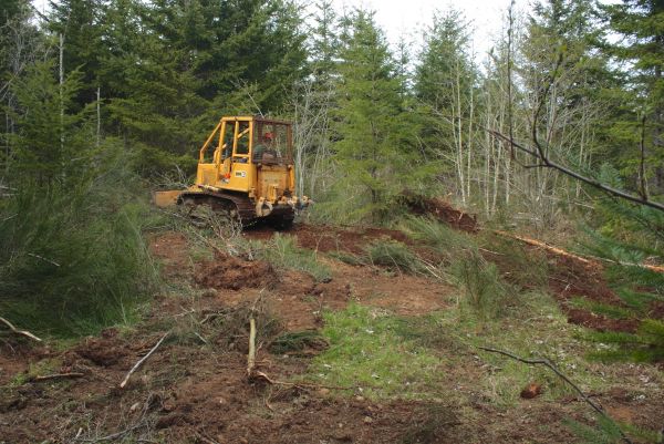 Shrubbery Clearing in Franklin