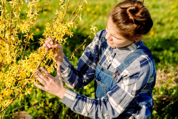 Forsythia Trimming in Franklin
