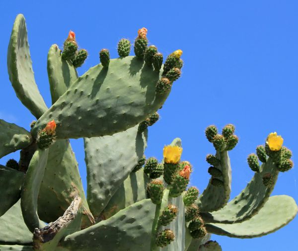 Cactus Removal in Franklin
