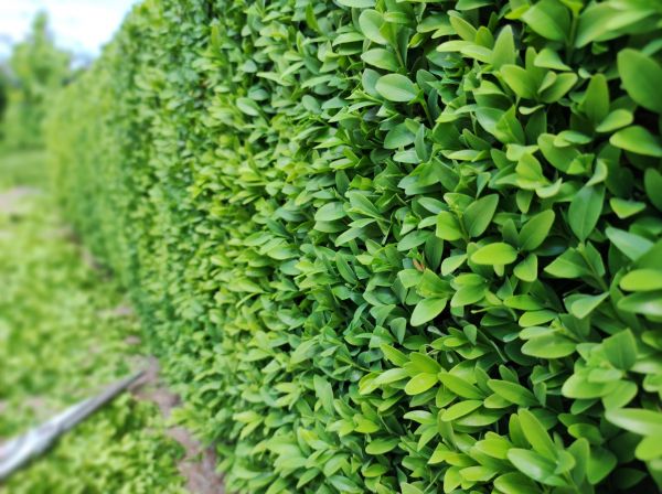 Boxwood Pruning in Franklin