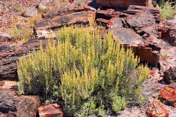 Sagebrush Removal in Franklin