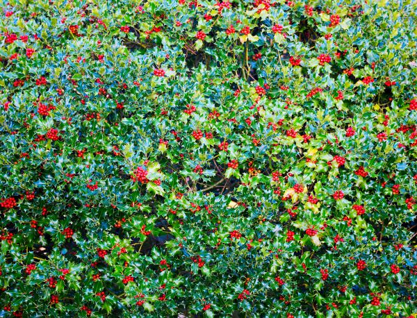Holly Bush Removal in Franklin