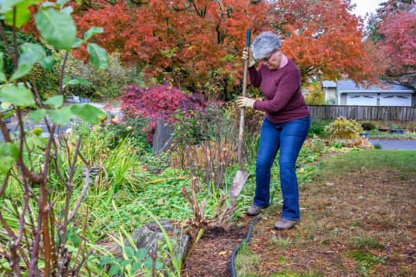 Dead Bush Removal in Franklin