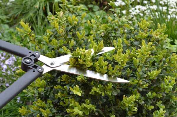 Boxwood Trimming in Franklin