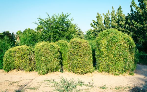 Bamboo Hedge Removal in Franklin