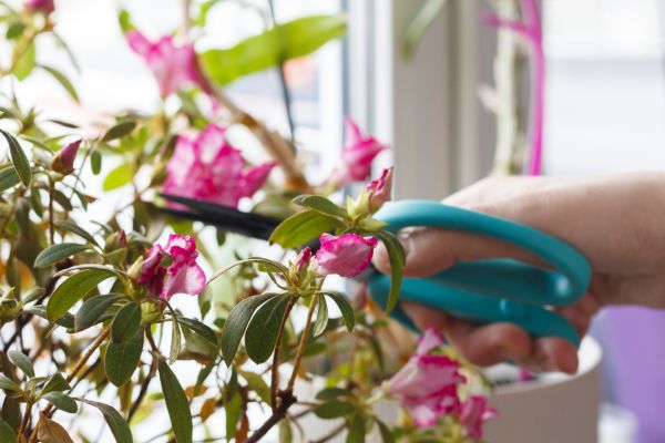 Azalea Pruning in Franklin