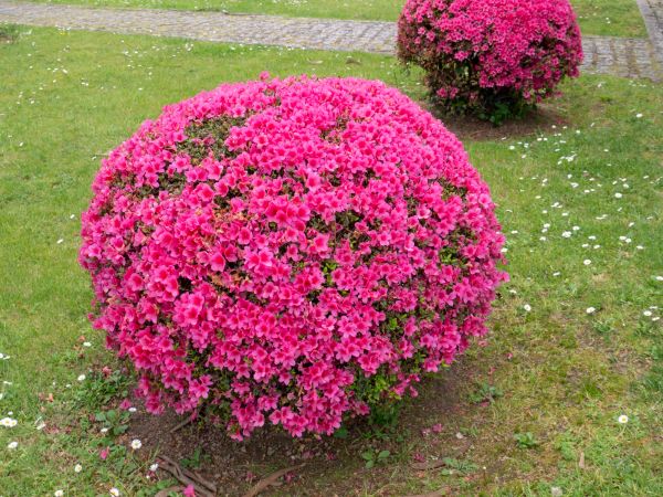 Rhododendron Pruning in Franklin