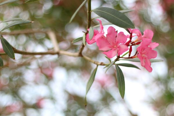 Oleander Removal in Franklin
