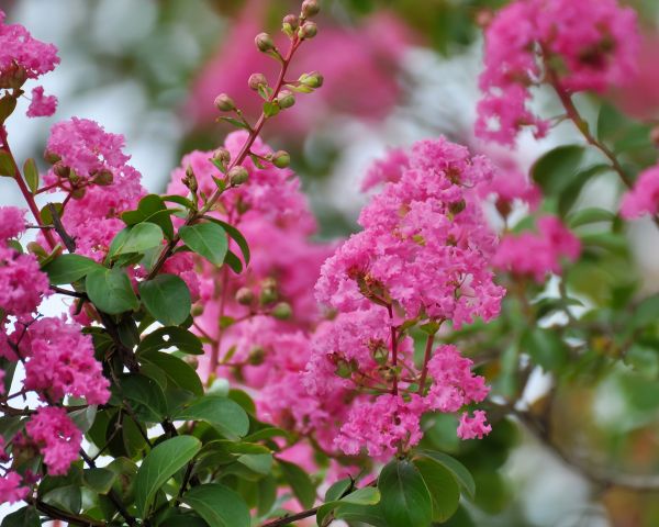 Crepe Myrtle Removal in Franklin
