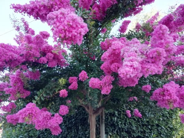 Crape Myrtle Pruning in Franklin