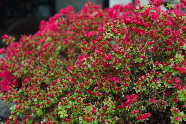 Weigela Removal Service in Franklin