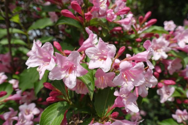Weigela Pruning Service in Franklin