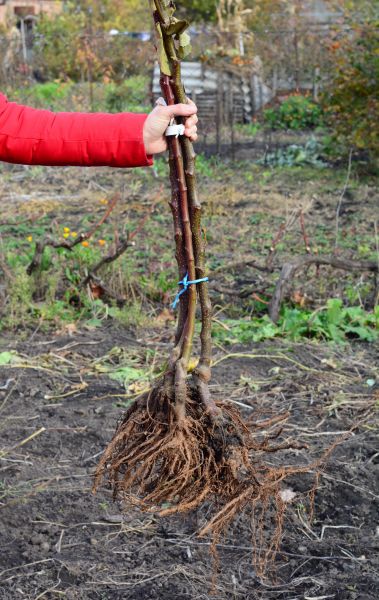 Shrub Root Removal in Franklin